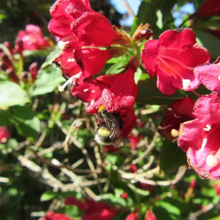 Hammergrund Apartment